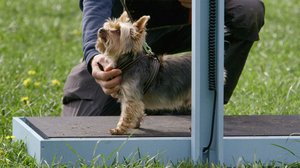 Ruotsin lihavimmat koirat: 30.05.2018 13.30