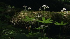 Minun luontoni: 30.05.2018 12.45