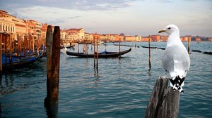 Avara luonto: Villi Venetsia: 02.06.2018 18.45