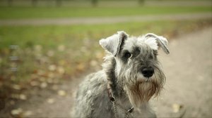 Koiran valinta: 03.06.2018 09.21