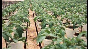 Puutarharuutu: 07.06.2018 00.10