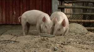 Possut ulos: 11.06.2018 07.21