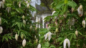 Trädgårdskväll på Strömsö 2018  (S): 07.06.2018 19.32