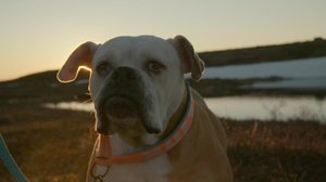 Ruotsin lihavimmat koirat: 13.06.2018 13.00