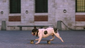 Rullalautaileva koira: 12.06.2018 19.45