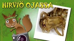 Hirviön näköinen toukka: 14.06.2018 03.00