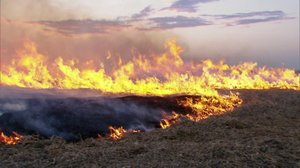 Trooppinen kosteikko: 17.06.2018 06.00