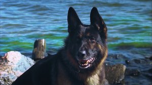 Kutsumaton vieras (S): 14.06.2018 00.30