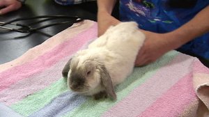 Elämäni eläimet: Eläinsairaalassa: 14.06.2018 14.05