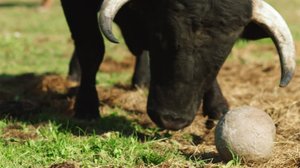 Jalkapalloileva härkä: 19.06.2018 19.45