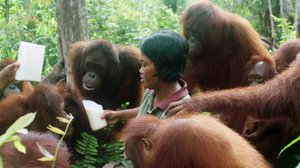 Orangien hoitopaikka: 26.06.2018 19.45