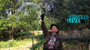 Lokalt live: Så här tar du kål på dina jättelokor: 27.06.2018 09.23