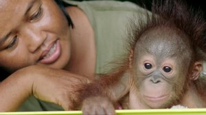 Orvot orangivauvat: 03.07.2018 19.45