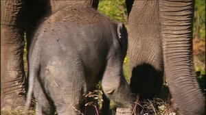 Elämäni eläimet: Eläinsairaalassa: 06.07.2018 12.10