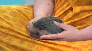 Satupyörä: Siili: 08.07.2018 06.00