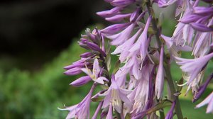 Iloa puutarhasta: 11.07.2018 10.00