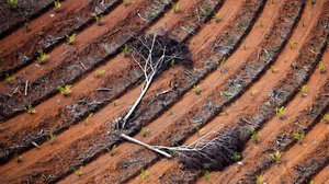 Ulkolinja: Vihreätä kultaa: 12.07.2018 06.00