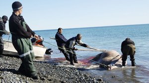 Olimme valaanpyytäjiä: 11.07.2018 15.00