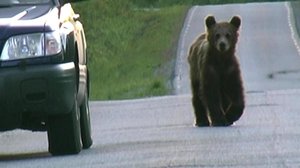 Karhumies: 19.07.2018 14.20