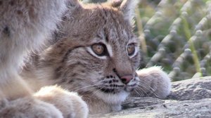 Norjaa ristiin rastiin: 20.07.2018 19.24