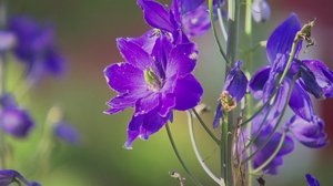 Iloa puutarhasta: 25.07.2018 10.00