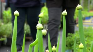 Suomen pohjoisimmat puutarhat: 29.07.2018 10.25