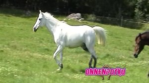 Ihana uusi poni!: 01.08.2018 08.39