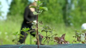 Lintulan ja Valamon luostaripuutarhat: 05.08.2018 10.26