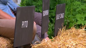 Perunanviljelyä olkikatteessa: 06.08.2018 11.50