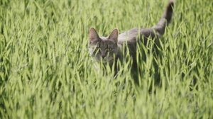 Maatalon elämää (S): 06.08.2018 18.19