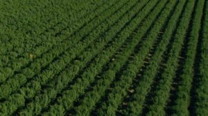 Tomaatinviljely Yhdysvalloissa: 07.08.2018 20.51