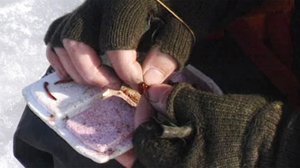 Erätulilla: Kireitä siimoja: 09.08.2018 00.01