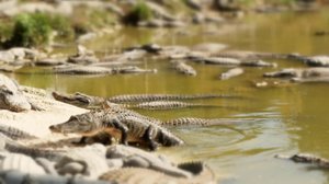 Ikuinen Everglades: 08.08.2018 17.56