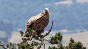 Luontohetki: Monimuotoinen Ranska: 12.08.2018 06.00