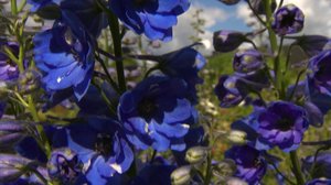 Iloa puutarhasta: 15.08.2018 08.45