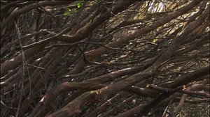 Vieraslajit: 15.08.2018 19.54