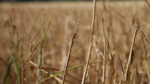 Ruoka voi kallistua helteiden takia: 13.08.2018 13.19