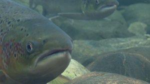 Luontoretkellä: Lohi kutee: 18.08.2018 14.50