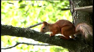 Orava: 23.08.2018 18.00