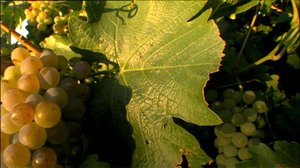 Viininviljely Autraliassa: 28.08.2018 17.19