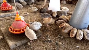 Lokalt live: Med Micke Björklund och Närmat på fågeljakt i Borgby : 29.08.2018 11.41