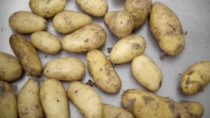 Peruna ei maistu suomalaisille entiseen tapaan: 30.08.2018 11.00