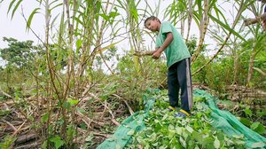 Ulkolinja: Cocaine Express: 03.09.2018 00.01