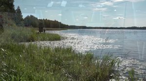 Luonto lähellä: 03.09.2018 09.03