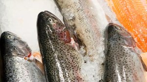 Suomeen nousee mullistavia kalankasvattamoja : 03.09.2018 11.28