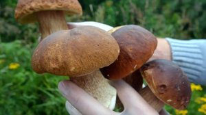 Sienet kaipaavat syyssateita: 06.09.2018 10.38