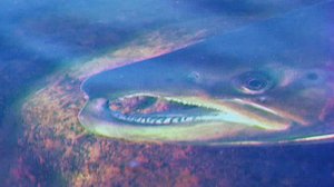 Ykkösdokumentti: Näätämön Niilo, Lapin lohi: 11.09.2018 00.10