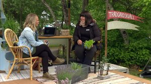 Parasta puutarhasta - Strömsön puutarhailta: 08.09.2018 06.00