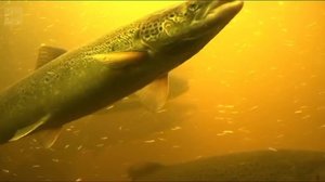 Yle Uutiset Pohjois-Suomi 07-09-2018 Klo 18-22: 07.09.2018 18.24