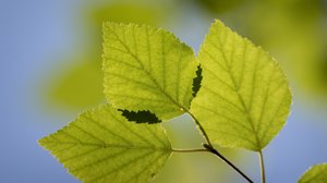 Jos vanha koivu olisi ihminen, se päästäisi ärräpäitä: 11.09.2018 00.01